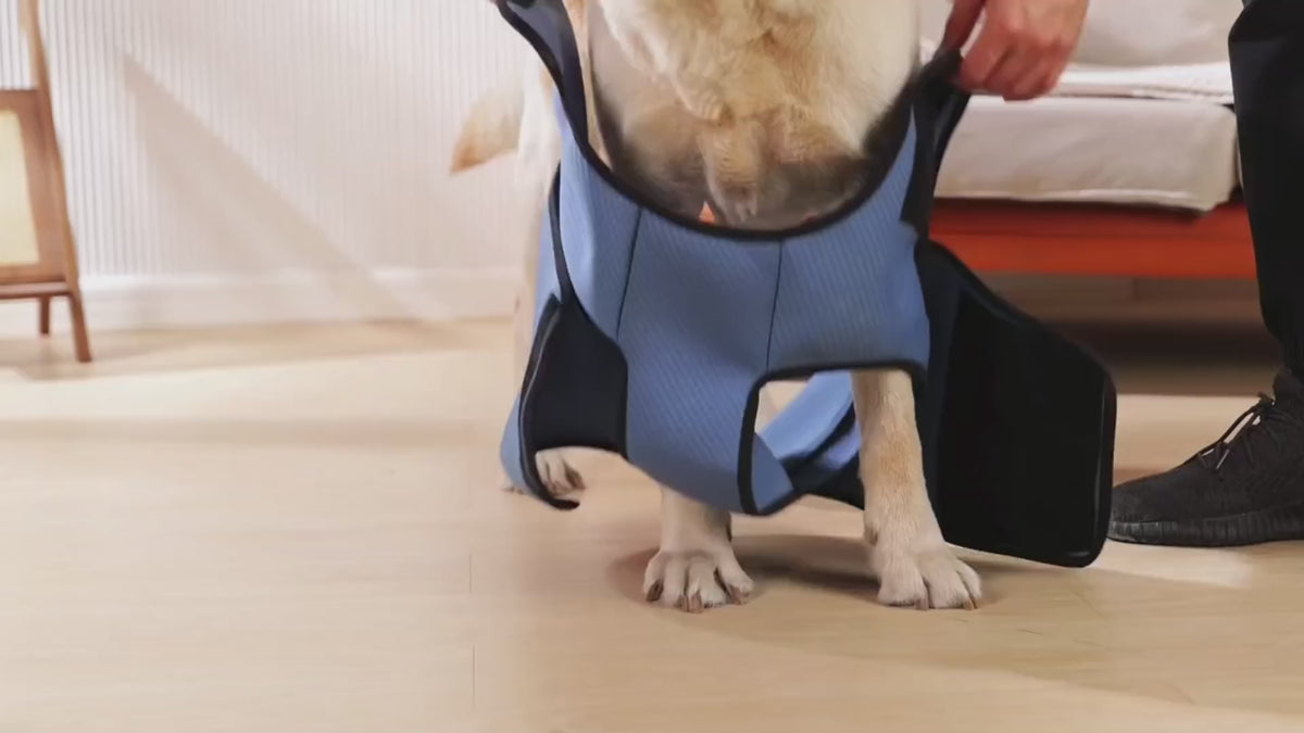 Gilet Apaisant Lunapaw – Anti-Stress pour Chien